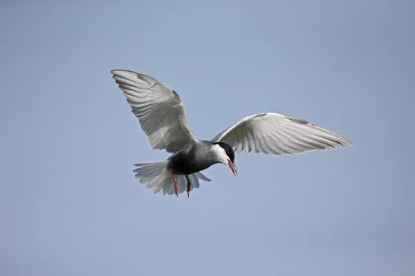 Mindre tärna, chlidonias hybridus — Stockfoto