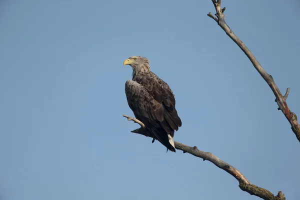 Zee-zeearend, haliaeetus albicilla — Stok fotoğraf