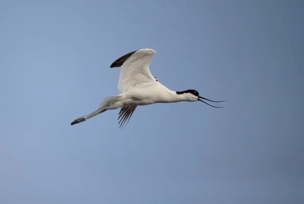 Avocet recurvirostra avosetta — 图库照片