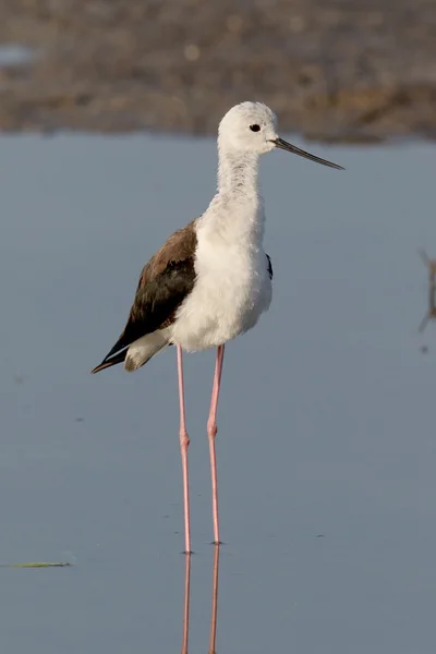 Stilt de asas negras, Himantopus himantopus — Fotografia de Stock