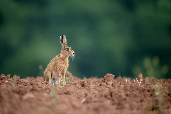 Lebre castanha, Lepus europaeus — Fotografia de Stock