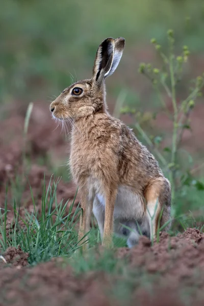 Lebre castanha, Lepus europaeus — Fotografia de Stock