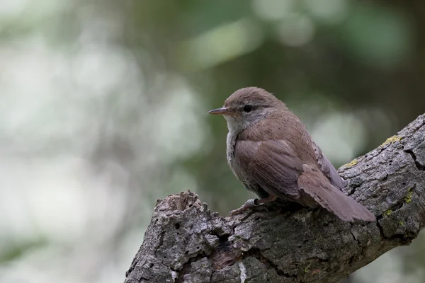 Cettis cetti, Cettia cetti — стоковое фото