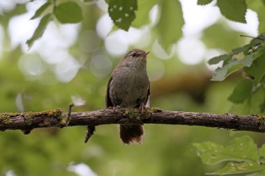 Cettis ötleğen, Cettia cetti