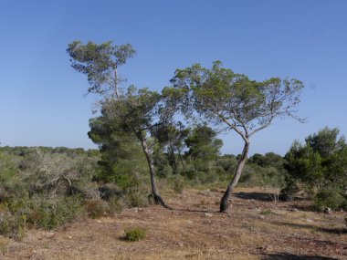Oğlu gerçek, Mayorka