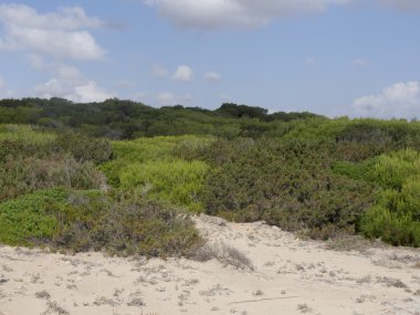 Oğlu gerçek, Mayorka