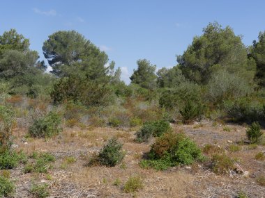 Oğlu gerçek, Mayorka