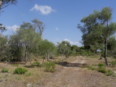 Oğlu gerçek, Mayorka