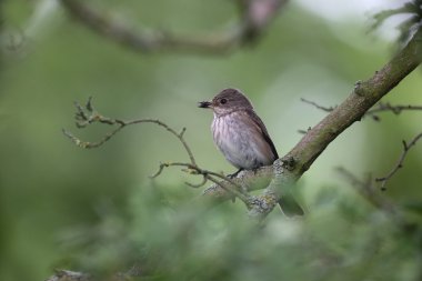 Benekli sinekkapan, muscicapa striata