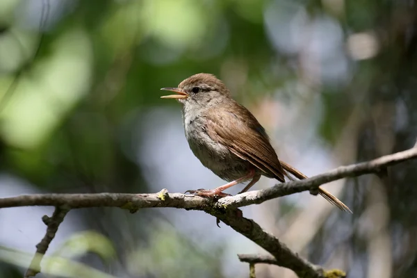 Cettis cetti, Cettia cetti — стоковое фото