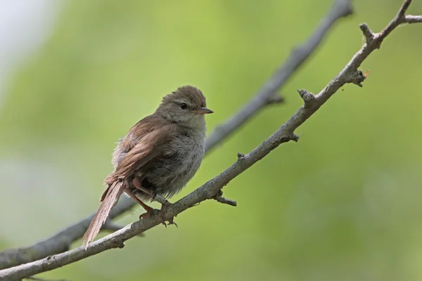 Cettis Reinita, Cettia cetti — Foto de Stock