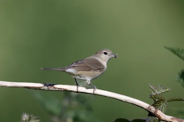 Garden warbler,  Sylvia borin — Stock Photo, Image