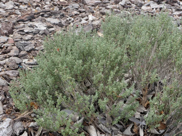 Tomilho do jardim, Thymus vulgaris — Fotografia de Stock