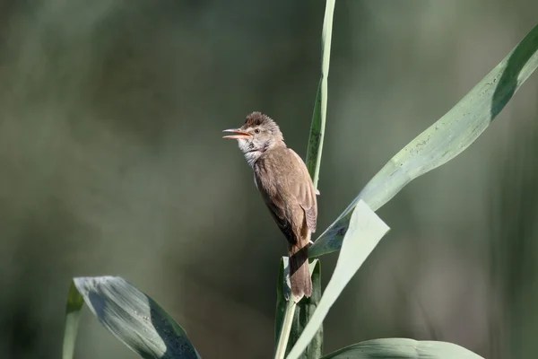 Great-reed warbler, Acrocephalus arundinaceus — Stok fotoğraf