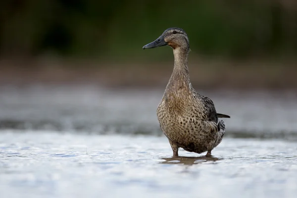 Ánade azulón, anas platyrhynchos — Foto de Stock