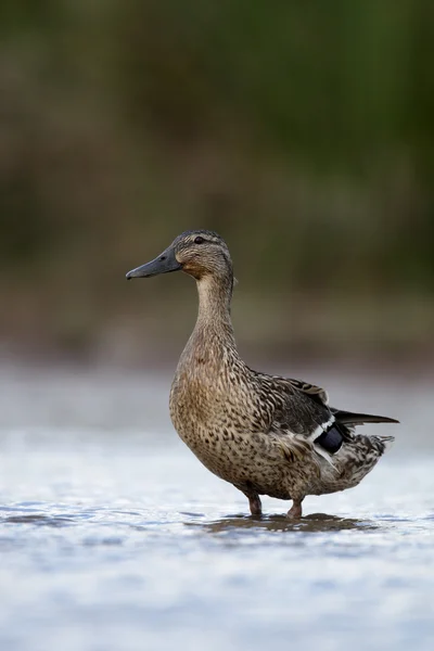 Ánade azulón, anas platyrhynchos —  Fotos de Stock