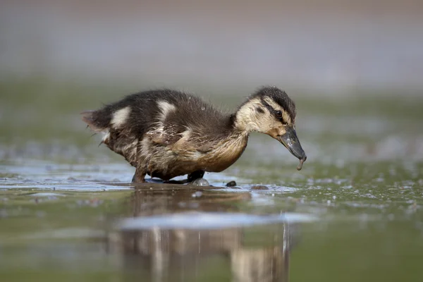 Ánade azulón, anas platyrhynchos —  Fotos de Stock