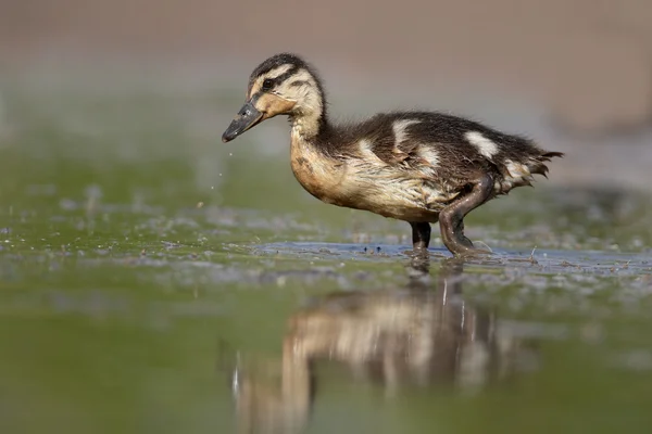 Gräsand anas platyrhynchos — Stockfoto