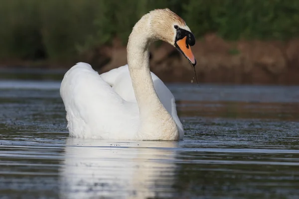Mute swan, Cygnus olo — Stock Photo, Image