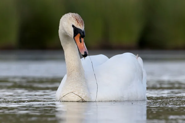 Cisne mudo, Cygnus olo — Fotografia de Stock