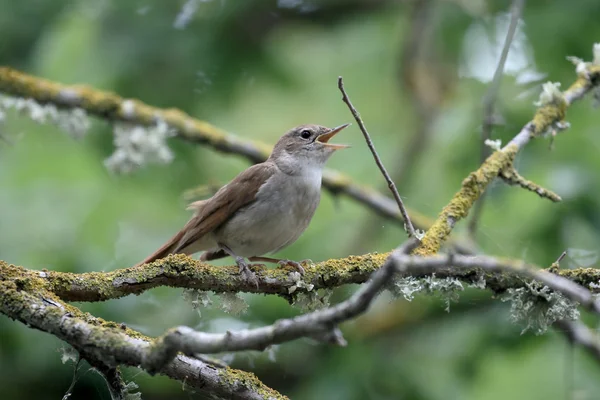 Ruiseñor, Luscinia megarhynchos — Foto de Stock