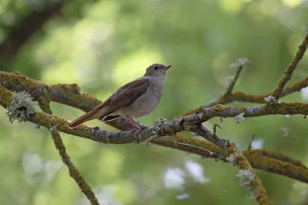 Ruiseñor, Luscinia megarhynchos — Foto de Stock