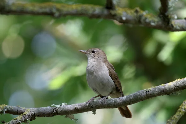 Nachtigall, Luscinia megarhynchos — Stockfoto