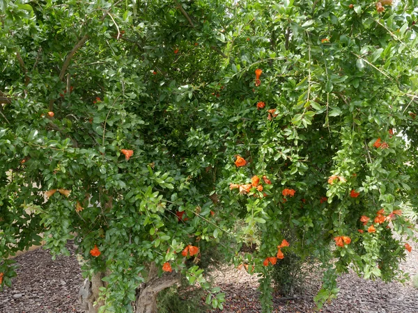 Pomegranata, punica granatum — Stock Photo, Image