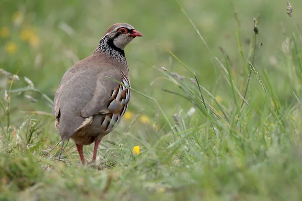 Red-legged partridge, Alectoris rufa — Stock Photo, Image