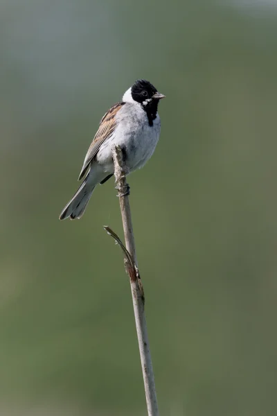 Reed sparv, emberiza schoeniclus — Stockfoto