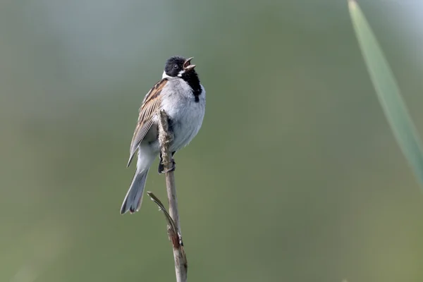 Escrevedeira, emberiza schoeniclus — Fotografia de Stock