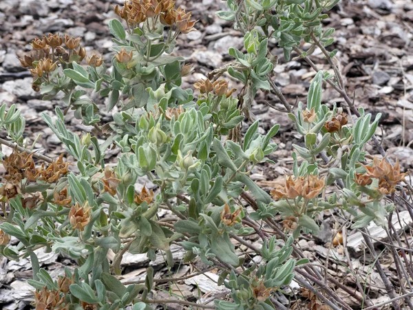 Rock rose, Cislus albidus, — Stock Photo, Image