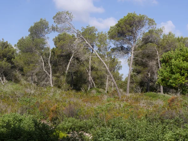 Sohn echt, Mallorca — Stockfoto