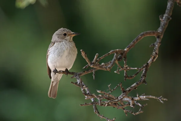 Muchołówka szara, muscicapa striata — Zdjęcie stockowe