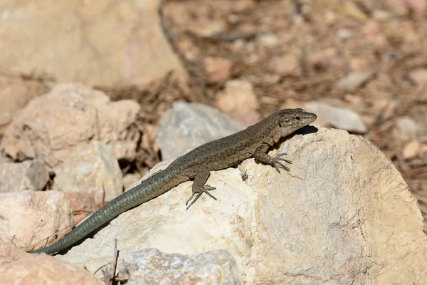 Lilfords wall lizard, Podarcis lilfordi giglioli — Stock Photo, Image