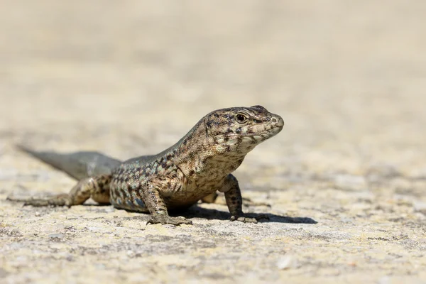 Lilfords wall lizard, Podarcis lilfordi giglioli — Stock Photo, Image