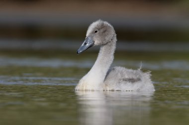 Dilsiz Kuğu, cygnus rengi