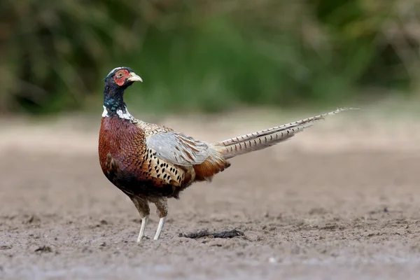 Поширений Феасан, Phasianus colchicus — стокове фото