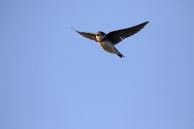 kum martin, riparia riparia