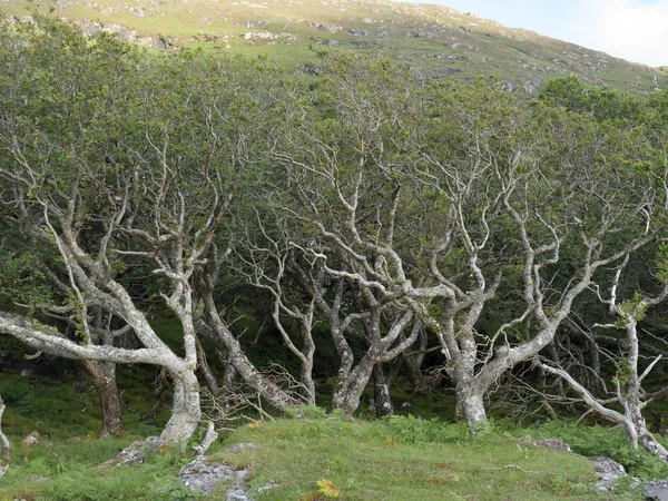 Eichenwälder — Stockfoto