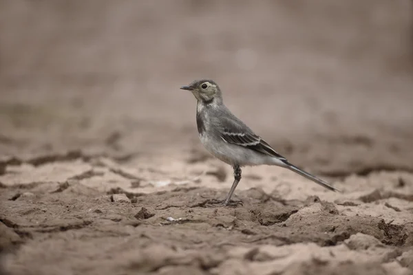 Pied Pliszka, Motacilla alba — Zdjęcie stockowe