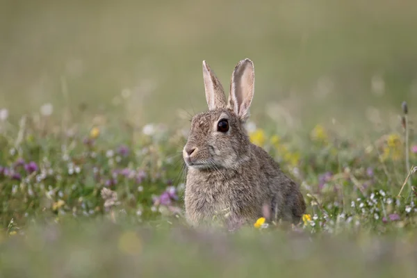 Rabbit, Oryctolagus cuniculus — Stock Photo, Image