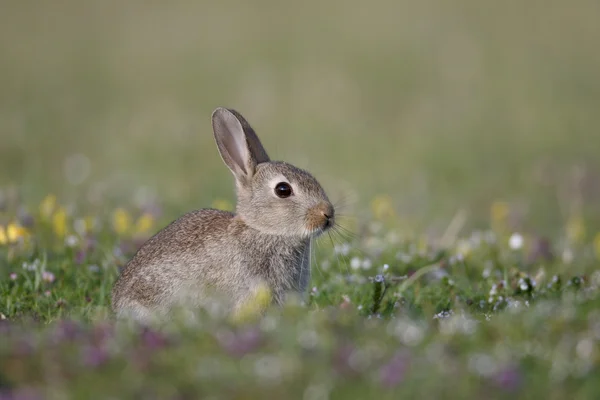 Кролик, oryctolagus Неперевірена — стокове фото