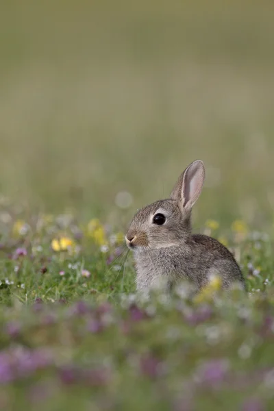 兔子，穴兔串孔 — 图库照片