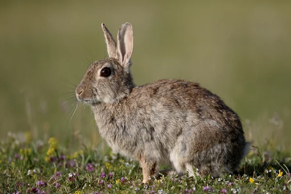 토끼, oryctolagus cuniculus — 스톡 사진