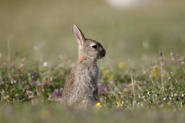 Kaninchen, Oryctolagus cuniculus — Stockfoto