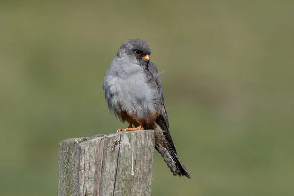 Şahin, falco vespertinus kırmızı ayaklı — Stok fotoğraf