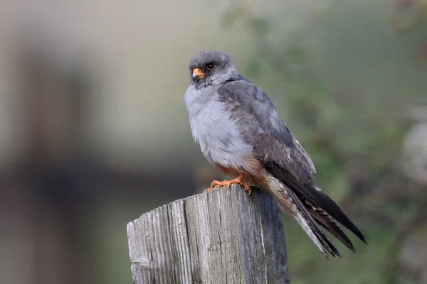 Halcón de patas rojas, Falco vespertinus —  Fotos de Stock