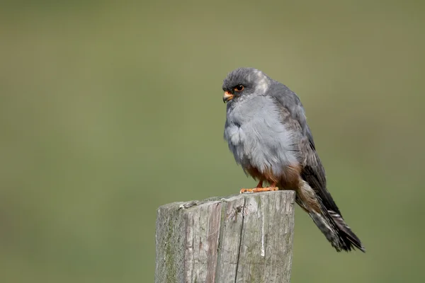 Rotfußfalke, Falco vespertinus — Stockfoto
