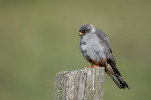 Falcão de pés vermelhos, Falco vespertinus — Fotografia de Stock